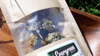 CBD-Hanfblüten REVIEW 01 Felina